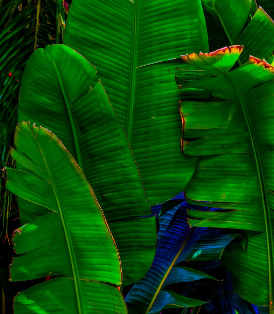 色彩鲜艳的热带树叶图片下载