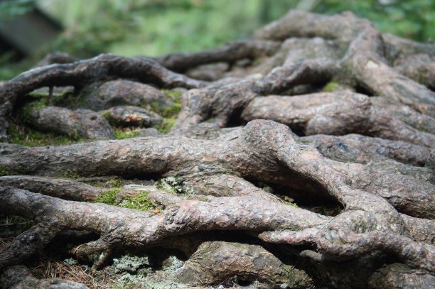 根部工作图片下载