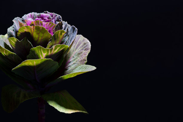 羽衣甘蓝可食花静物花盛开。五颜六色的装饰卷心菜或羽衣甘蓝图片下载