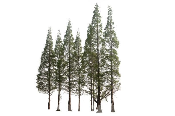 一组绿色的松树被孤立，一株常绿的叶子植物di切割在白色的背景与修剪路径。图片下载