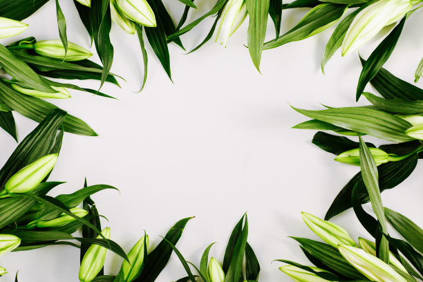 一幅白色背景上的绿百合。花平躺，俯视图，拷贝空间图片下载
