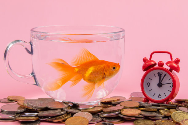 硬币，红色闹钟和金鱼在一个碗里。时间就是金钱的概念，企业的概念。图片下载