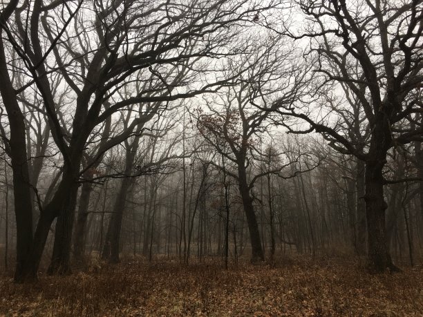 森林秋天树木在雾图片下载