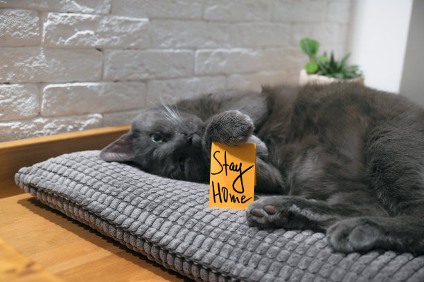 可爱的家猫与留言卡“呆在家里”。图片下载