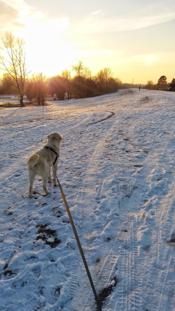 冬季的寻回猎犬拉布拉多图片下载