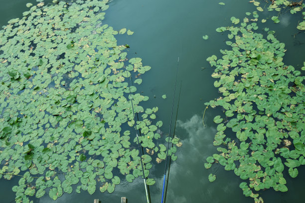 两根鱼竿放在河边或荷塘上，上面有睡莲图片下载