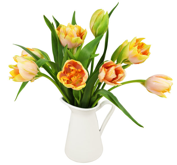白色罐子里开着黄色和橙色的郁金香花图片下载