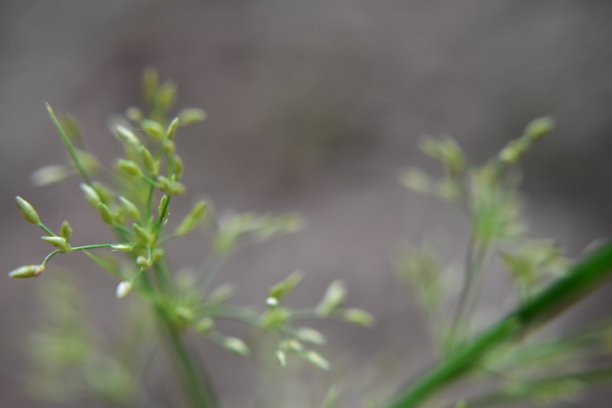 昆虫背景文本输入。图片下载