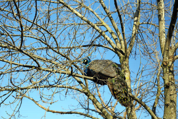 树枝上的孔雀图片下载