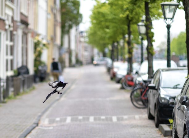 喜鹊在飞行中图片下载