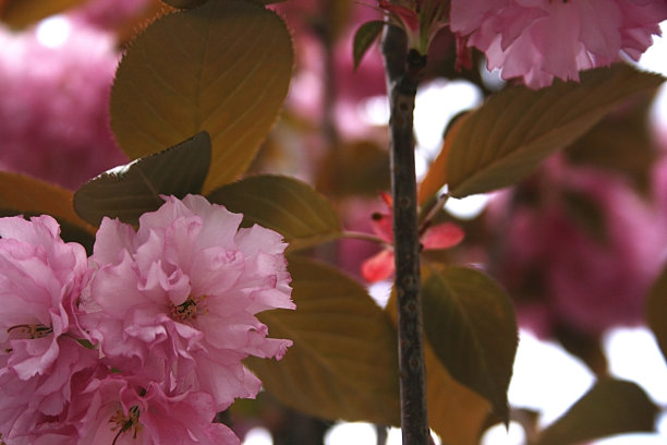 一幅美丽的粉红色樱花的图片图片下载