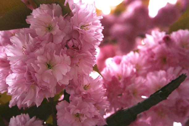 一幅美丽的粉红色樱花的图片图片下载
