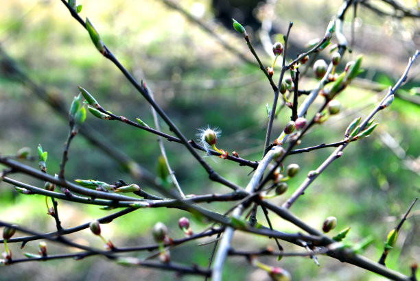 果树计划看樱桃李子图片下载