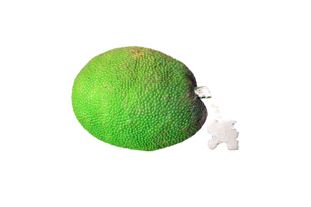 绿色的菠萝蜜和在白色背景上的茎部脏的白色达玛染色分离图片下载