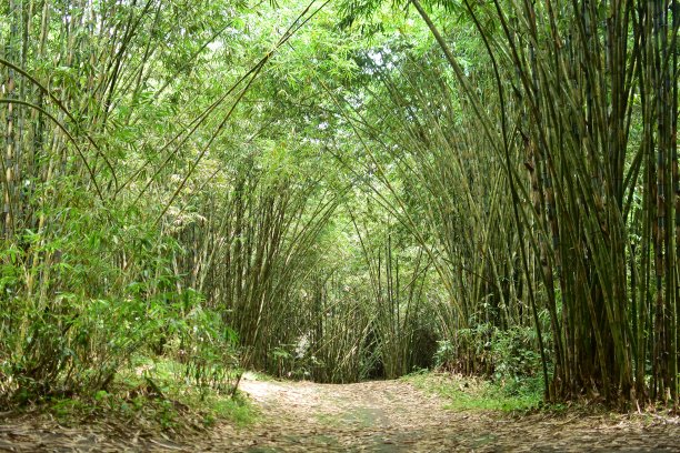 日本京都岚山的竹林。岚山是京都西郊的一个地区图片下载