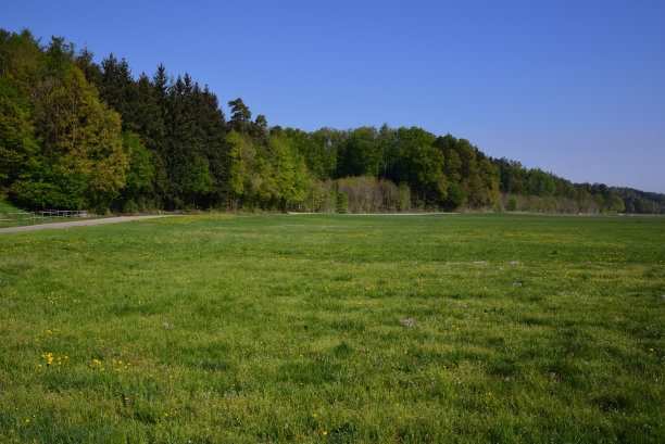 在巴伐利亚，一个浪漫的草地上有野花和香草，树木环绕，映衬着蓝天图片下载