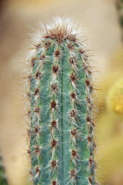 长,蓝色的仙人掌图片下载