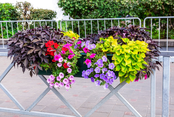 城市街道栅栏上装饰性的花图片下载