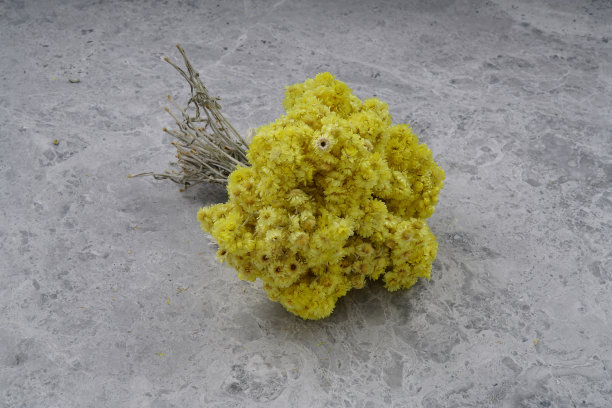 干黄的菊花图片下载