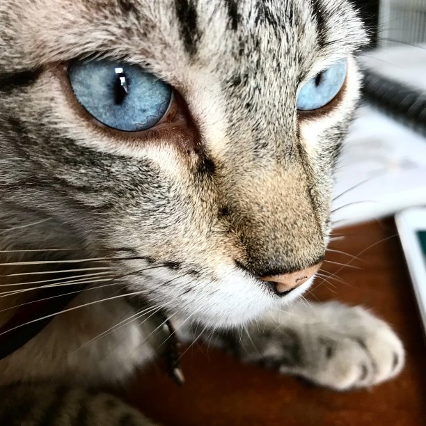 蓝色的猫的眼睛图片下载