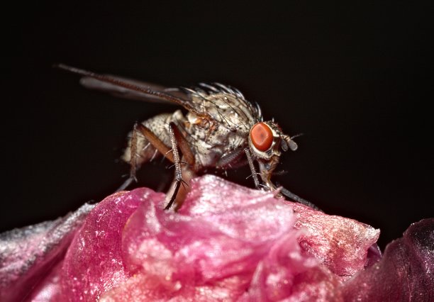 根蝇(双翅目;仙人掌花属植物(仙人掌属植物)图片下载