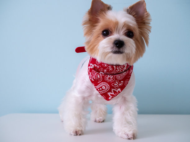 可爱的小狗狗比厄尔约克夏梗红色项圈上的蓝色背景图片下载