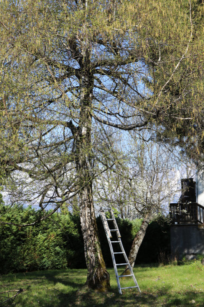 爬上树。Saint-Gervais-les-Bains。Haute-Savoie。Auvergne-Rhone-Alpes。法国。图片下载