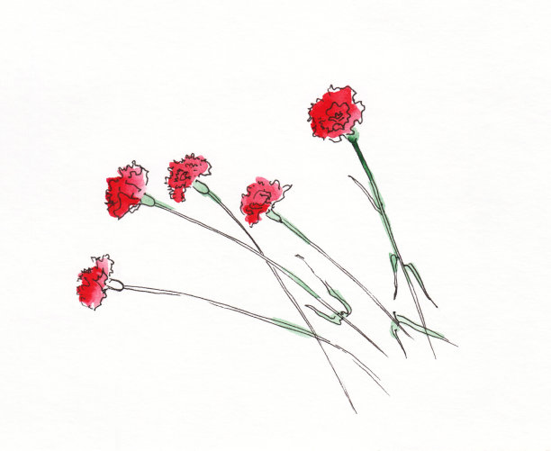 五朵红色康乃馨的水彩画图片下载