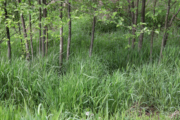 弗雷泽山谷草地上的绿色植物在春天图片下载