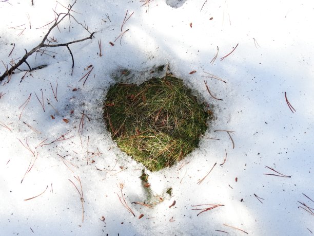 草在雪图片下载