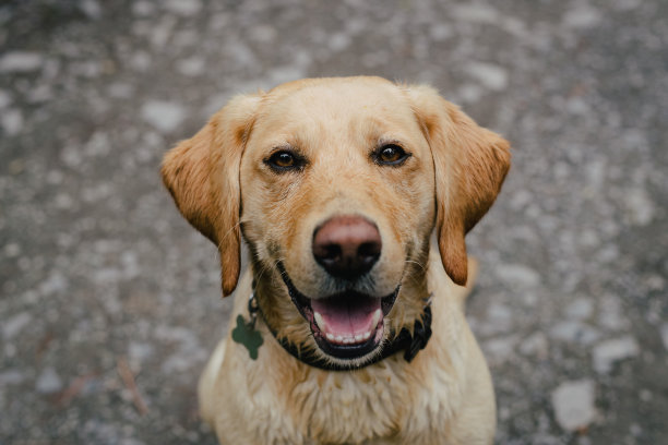 可爱的拉布拉多狗对着镜头微笑图片下载