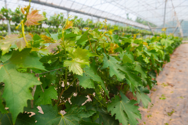 葡萄园的温室图片下载