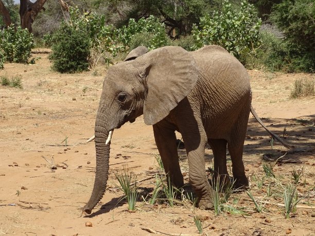 小象的肖像图片下载