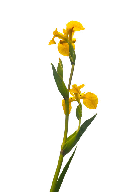 在白色上孤立的黄色扇形鸢尾图片下载