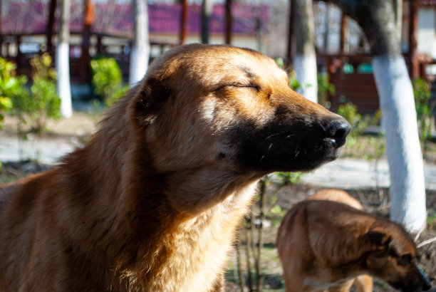 阳光下一只黄色的流浪狗的照片。狗割耳朵，闭着眼睛享受阳光。图片下载