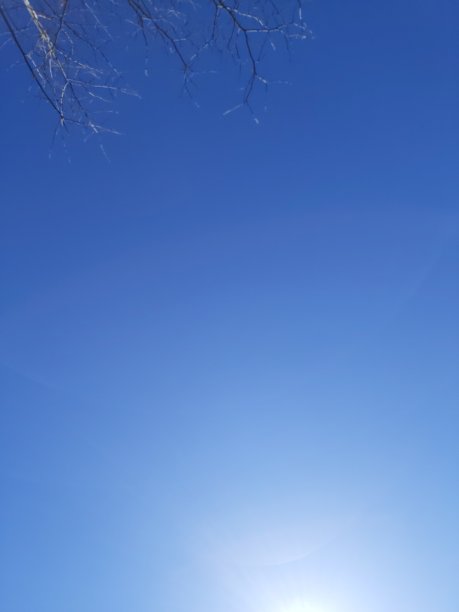 完美的蓝天和一些树枝图片下载