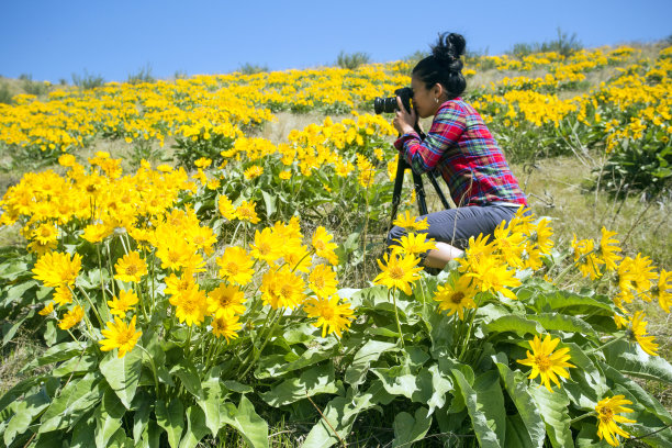 成年女子拍摄香叶花图片下载