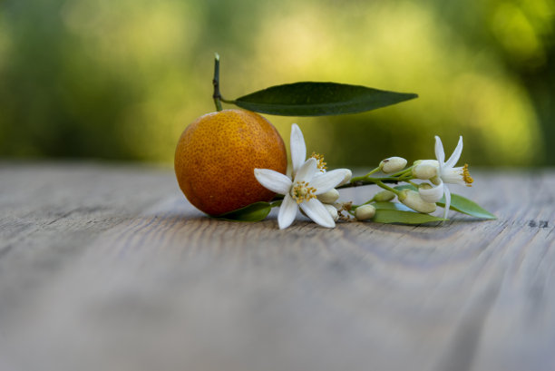 默科特·曼达利纳图片下载