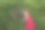 红衣女士吮着她的平板电脑图片下载
