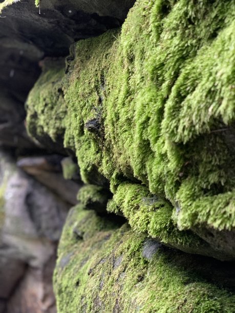苔藓在石灰岩图片下载