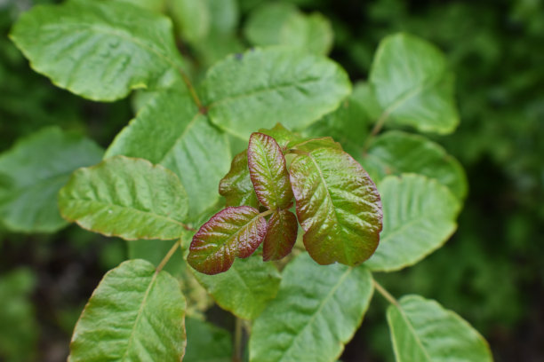 危险的新、成熟的毒橡树叶片近距离鉴定图片下载