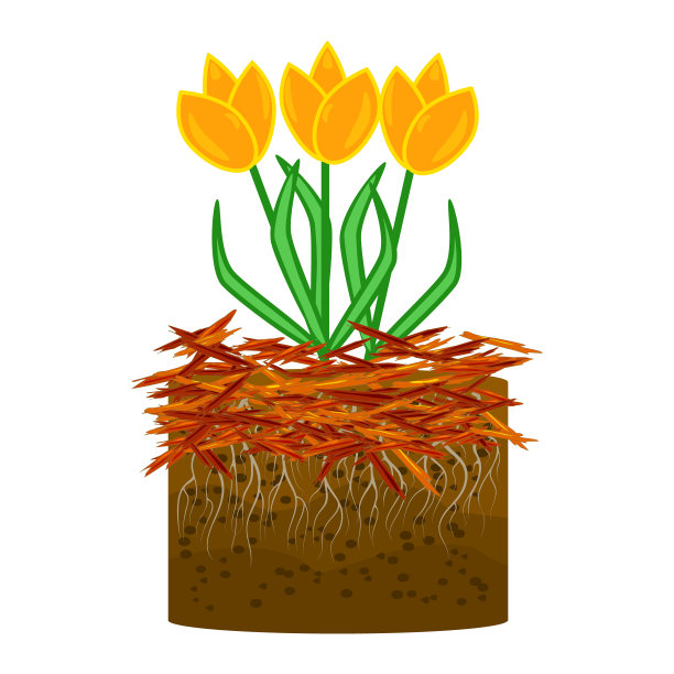 地膜园艺概念与郁金香，红色地膜和土壤隔离在白色背景。图片下载