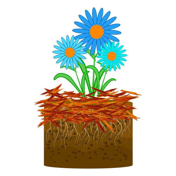 覆盖园艺概念与雏菊，红色覆盖和土壤隔离在白色背景。图片下载