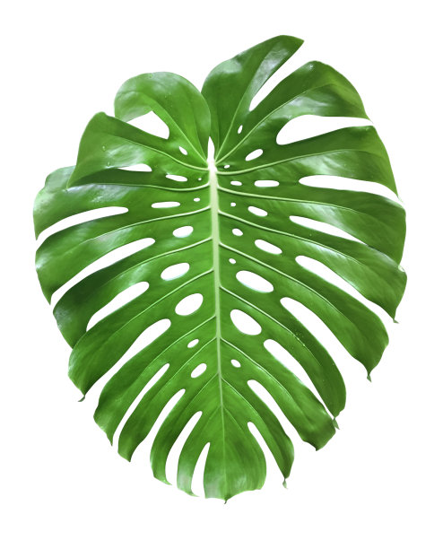 叶子和花图片下载