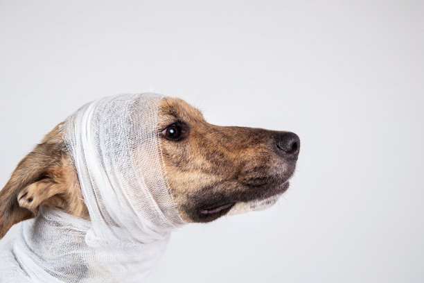 黑白相间的狗，头上缠着绷带，背景是白色图片下载