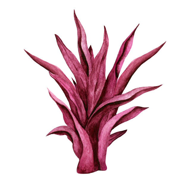 水彩红色海藻图片下载