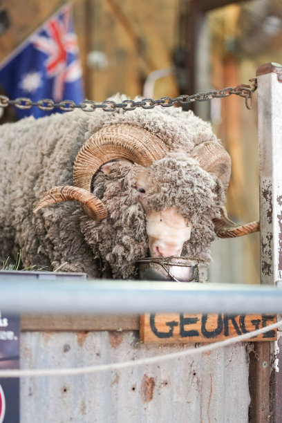 澳大利亚的羊。绵羊正在绵羊农场吃午餐。有选择性的重点图片下载