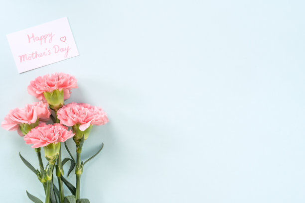 母亲节背景，康乃馨束-美丽的浅粉色花束孤立在淡蓝色的桌子上。图片下载