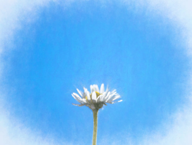 蓝天下的一朵雏菊图片下载