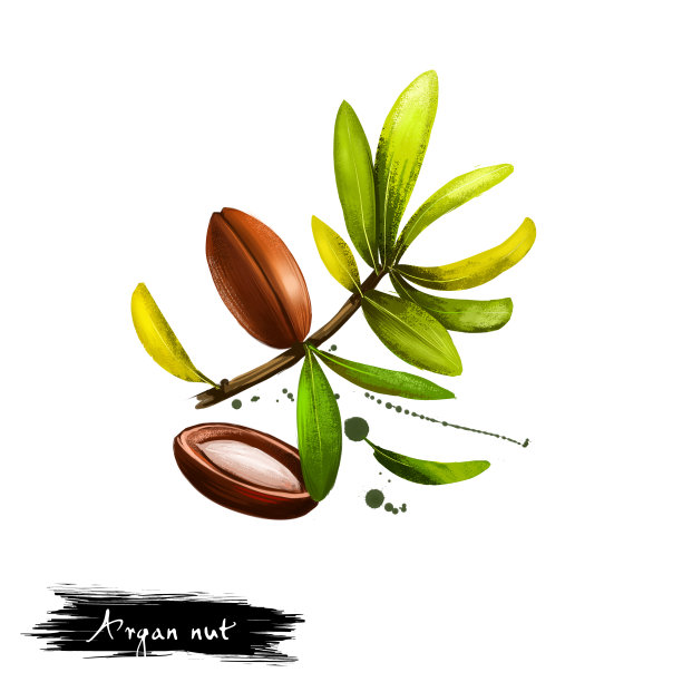 在白色背景上分离的阿甘坚果或阿甘刺果的手绘插图。有机健康食品。数字艺术与油漆飞溅滴效果。图形剪辑艺术的设计，网页和打印图片下载